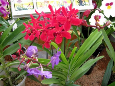 Renanthera_2122.jpg
