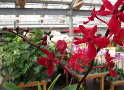 Renanthera_2128.jpg