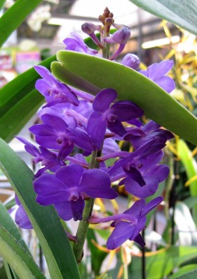 Vascostylis Pine River Blue_2120.jpg