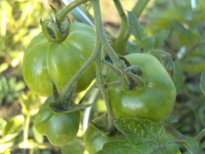 S1030613.JPG