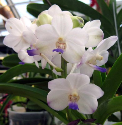 Vascostylis Viboon Velvet M C_2116.jpg