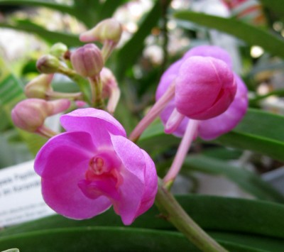 Ascocenda Suksamran Beauty_2124.jpg