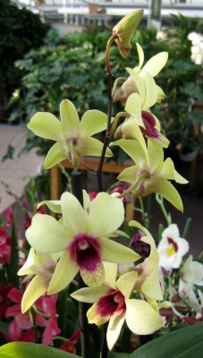 Dendrobium Phalaenopsis_2127.jpg