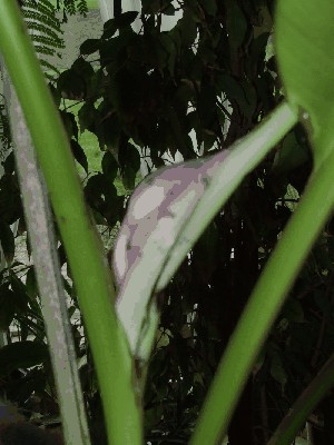 velutina blüte 2.jpg