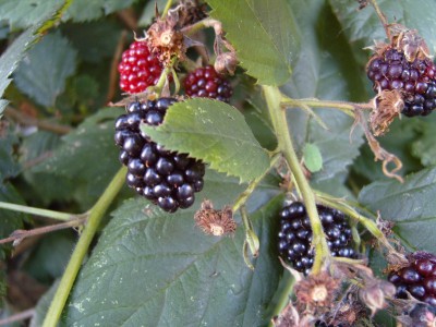 S1030616.JPG