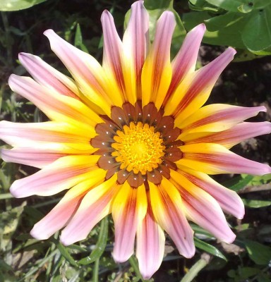 unbek.blüte.jpg