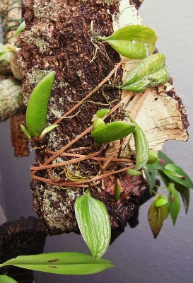 Bulbophyllum gracilipes (1).jpg