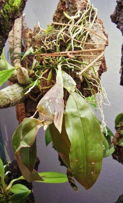 Dendrobium ypsilon (1).jpg