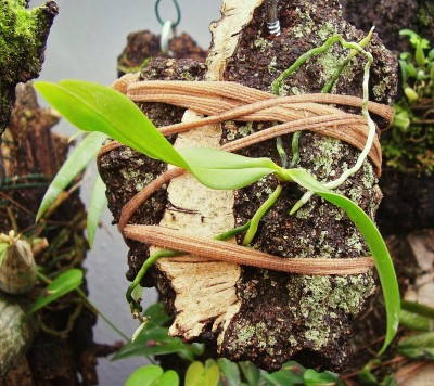 Aerangis citrata (1).jpg
