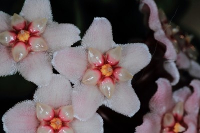2011_07_06 Hoya Compacta.JPG