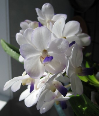 Viboon Velvet_0069.jpg
