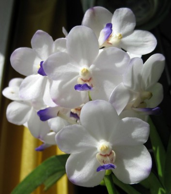 Viboon Velvet_0063.jpg
