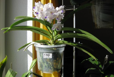 Viboon Velvet_0060.jpg