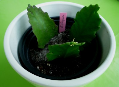 R. Crispata getopft.JPG