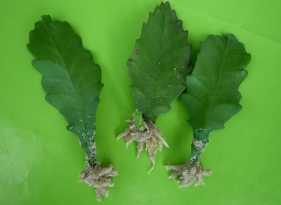 R. Crispata bewurzelt.JPG