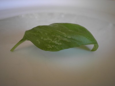 basil.jpg