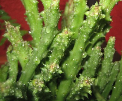 Bild green24 656.jpg