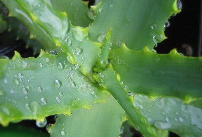 Bild green24 658.jpg