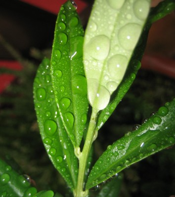 Bild green24 657.jpg