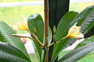 IMG_5007.jpg