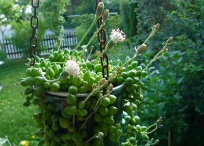 Senecio herreianus1.JPG