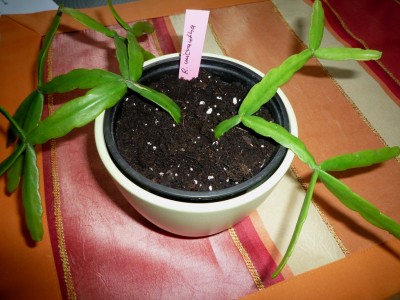 R. micrantha.JPG