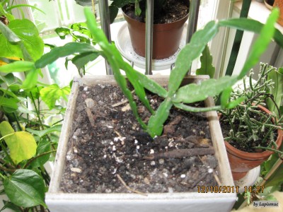 Rhipsalis micrantha.jpeg