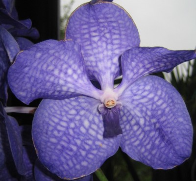 Bild green24 668.jpg