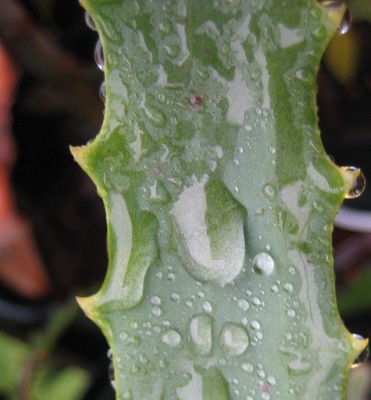 Bild green24 659.jpg