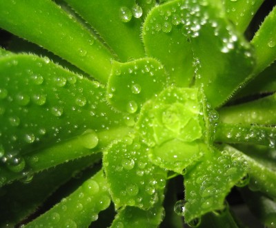 Bild green24 675.jpg