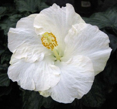 Weißer Hibi_0116.jpg