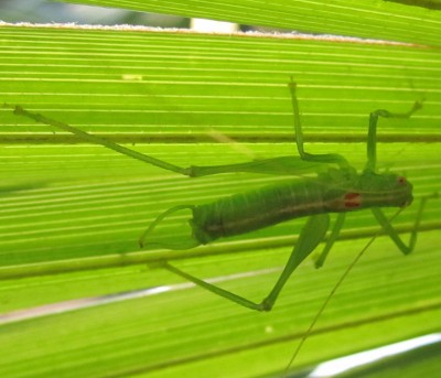 Bild green24 617.jpg