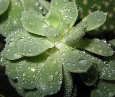 Bild green24 681.jpg