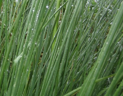 Bild green24 666.jpg