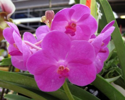 Ascocenda Suksamran Beauty_0108.jpg