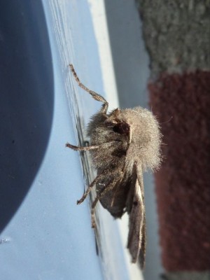 Kätzcheneule (Orthisia event. cerasi)  (1).jpg