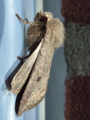 Kätzcheneule (Orthisia event. cerasi) .jpg
