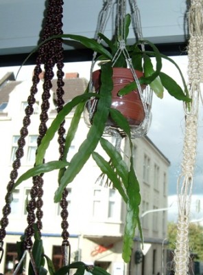 pfeiffera.JPG