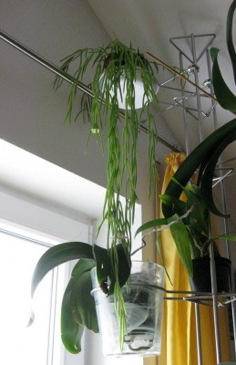 Hoya linearis_0028.jpg