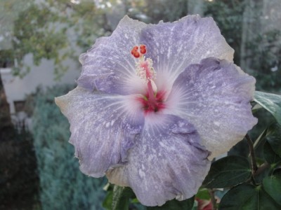 White Diamonds 13-10-2011.JPG