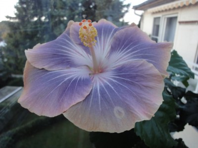 Silver Memories 13-10-2011.JPG