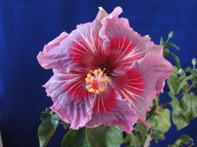 Me-oh My-oh 13-10-2011.JPG