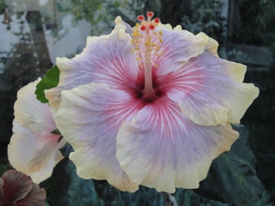 Louise Bennet 13-10-2011.JPG