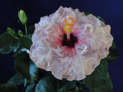 Glades Vanity Fair 13-10-2011.JPG