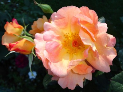 DSC00133_Bildgröße ändern.JPG