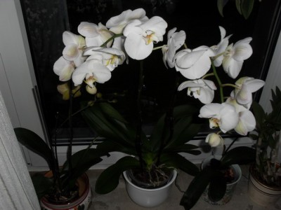 SDC13567_Bildgröße ändern.JPG