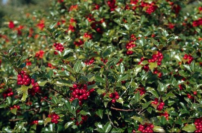 2575-Ilex-Sorten.jpg