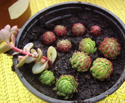 Sempervivum.JPG