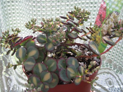 Hylotelephium sieboldii.jpg