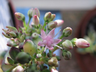 Hylotelephium sieboldii Blüte.jpg